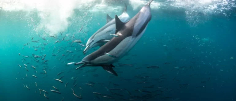 Почему дельфины (почти) никогда не попадаются на крючок рыболовам