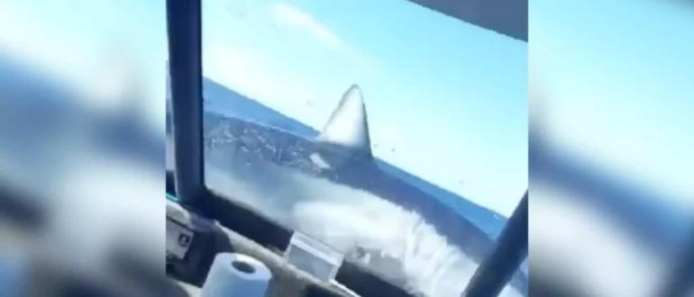 Смотреть: Попавшая на крючок акула-мако прыгает в лодку в Новой Зеландии