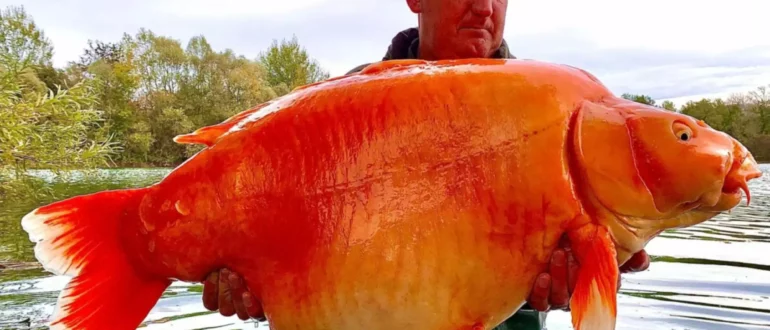 Это самая большая "золотая рыбка", которую когда-либо ловили?